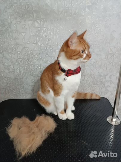 Грумер / Экспресс линька /комплекс, стрижка