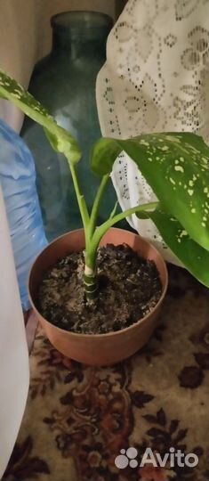 Диффенбахия