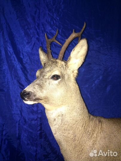 Чучело европейской косули
