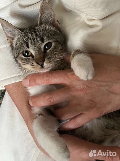 Котенок в добрые руки