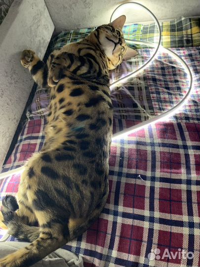 Бенгальский кот вязка