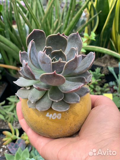 Суккуленты, мини-садик из питомника растений