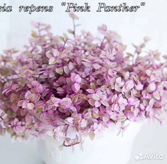 Традесканции сортовые