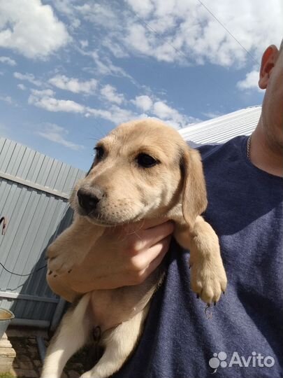 Щенки русской гончей