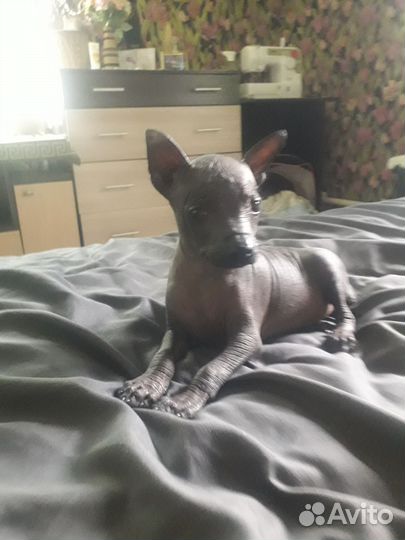 Голый малыш ксолоитцкуинтли