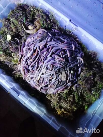 Черви выползки