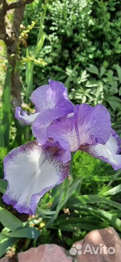 Ирисы сортовые