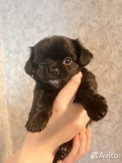 Девочки чихуахуа