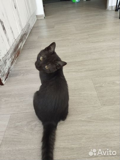 Котята метисы