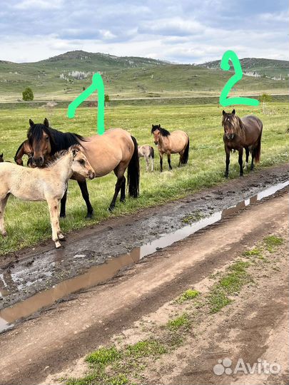 Кобыла с жеребенком