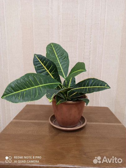 Кротон петра