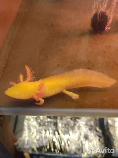 Аксолотль жёлтый / золотой аквариумный тритон