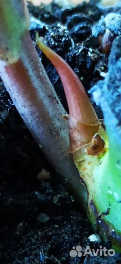 Фикус эластика