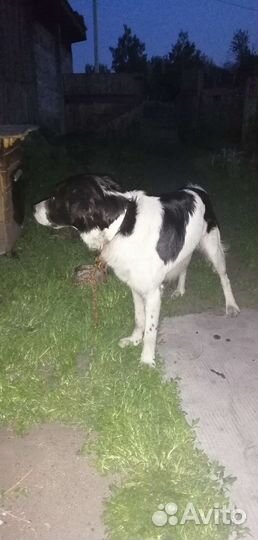 Собака в добрые руки