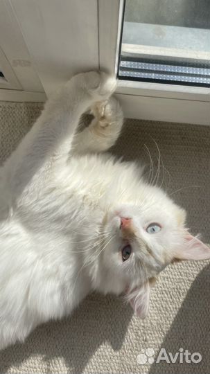 Кошка в добрые руки