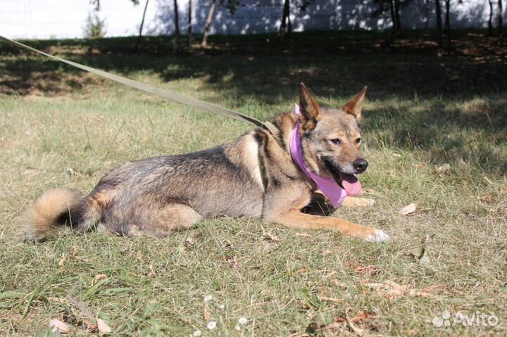 Ласковая Стеша в поисках семьи