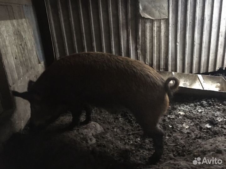 Хряк производитель