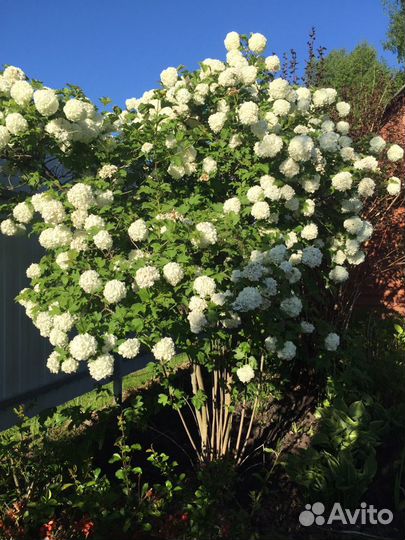 Калина бульденеж