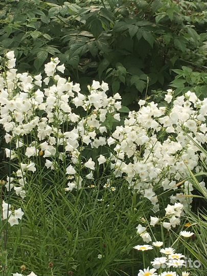 Многолетние цветы для сада