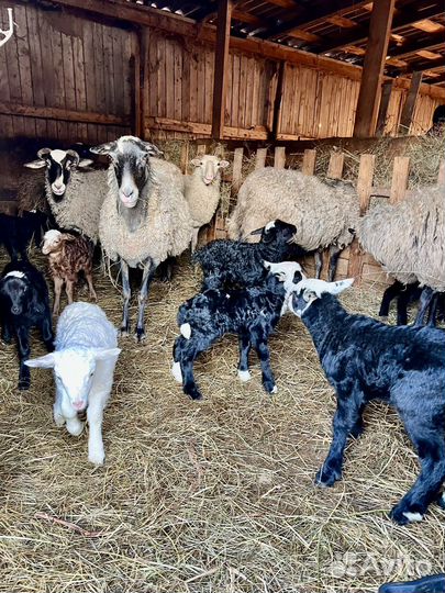 Овцы, бараны