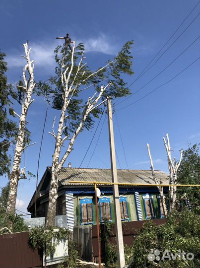 Обрезка и спил деревьев