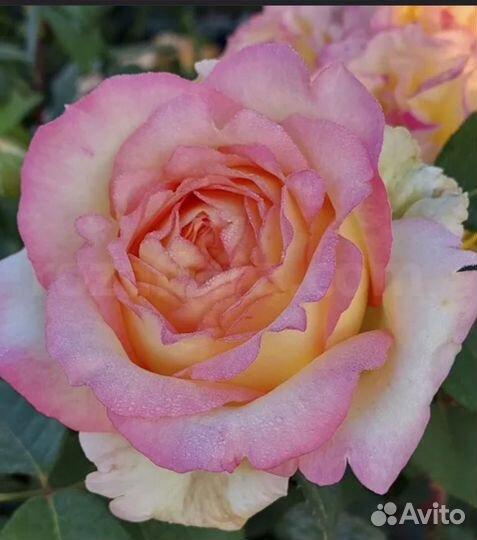 Роза Анна молинари