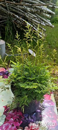 Волжанка кокорышелистная