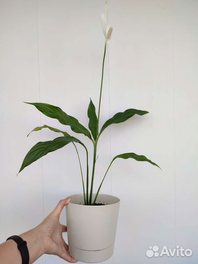 Спатифиллум