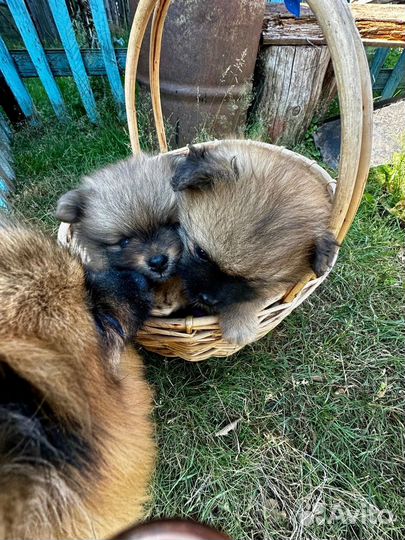 Померанский шпиц