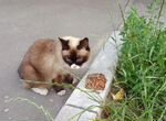 Сиамская кошка на улице плачет в дар в добрые руки