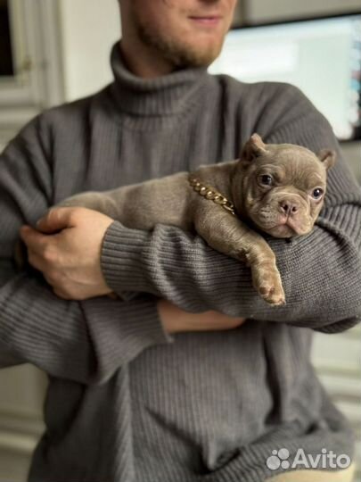 Американский булли супер микро экзот