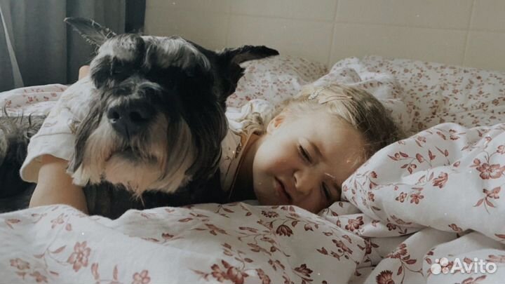 Передержка собак малых и средних пород