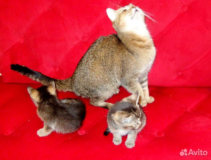 Шотландские котята, девочки, чёрное золото