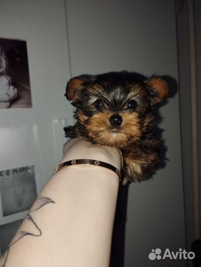 Мальчик Йорик