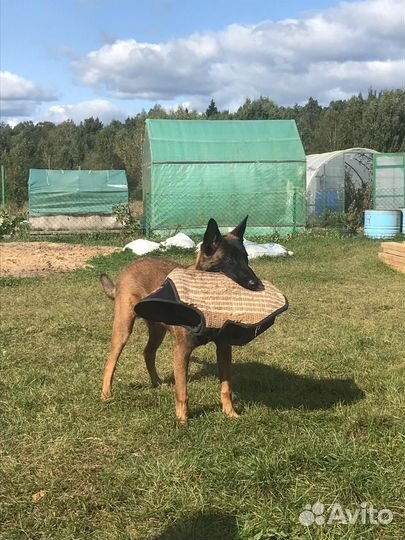 Кинолог, специалист по поведению собак с выездом
