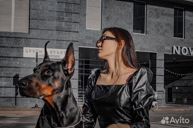 Фотосессия аренда с доберманом в студии на улице