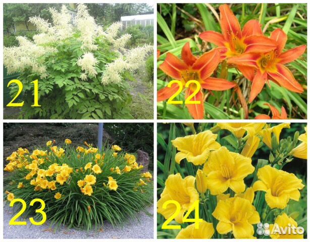 Ирис пионы астильба хоста лилейник рамашки