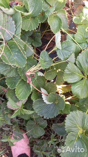 Усы Клубники ремонтантной