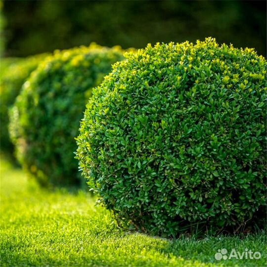 Самшит, Лаванда