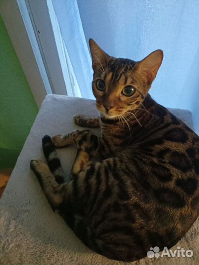 Бенгальская кошка