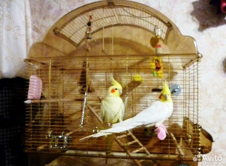 Возьму на передержку кошек и собак мелких пород, п