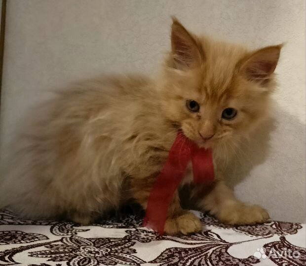 Котята мейн-кун