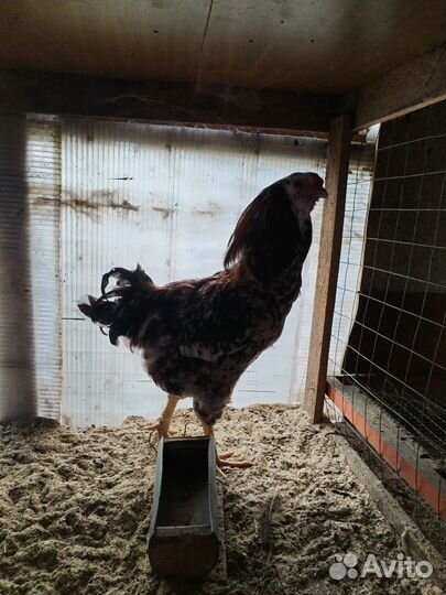 Цыплята Орловская ситцевая