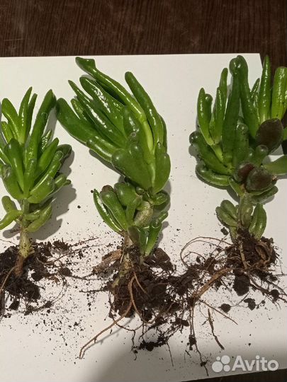 Толстянка хоббит