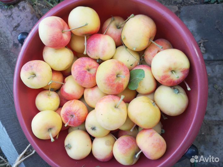 Саженцы плодовых деревьев и декоративных растений