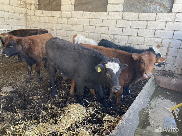 Бычки телята