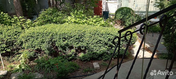 Самшит саженцы