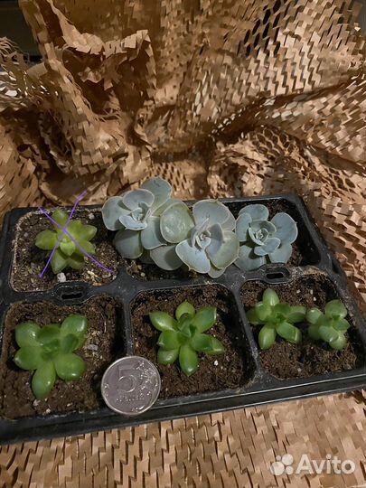 Суккуленты