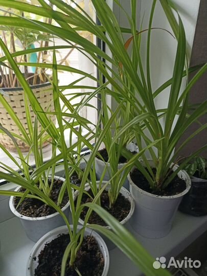 Панданус или винтовая пальма