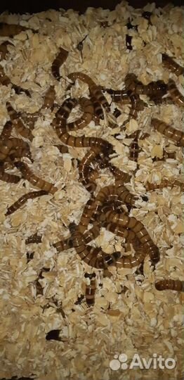 Кормовые насекомые - Зофобас, зоофобус, зоофобас